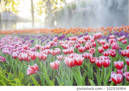 The Colorful pink tulip blooming in field plantation The Colorful pink tulip blooming in field plantation 102816964