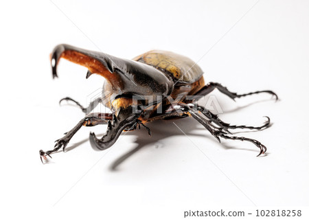 Hercules and Hercules 102818258