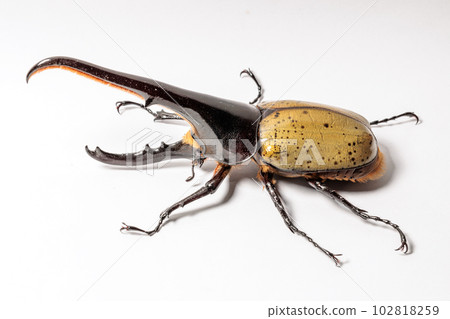 Hercules and Hercules 102818259