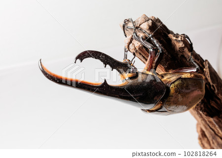 Hercules and Hercules Hercules and Hercules 102818264