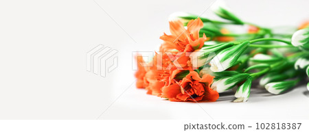 Festive composition for the National Day of India, Independence Day, orange marigold flowers, white background Festive composition for the National Day of India, Independence Day, orange marigold flowers, white background 102818387