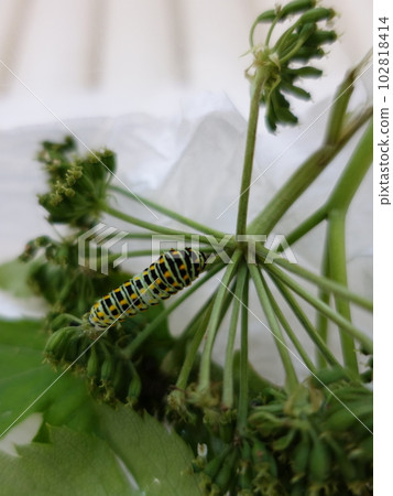 Swallowtail butterfly Swallowtail butterfly Swallowtail butterfly Butterfly butterfly Swallowtail butterfly Swallowtail butterfly Swallowtail butterfly Butterfly butterfly 102818414