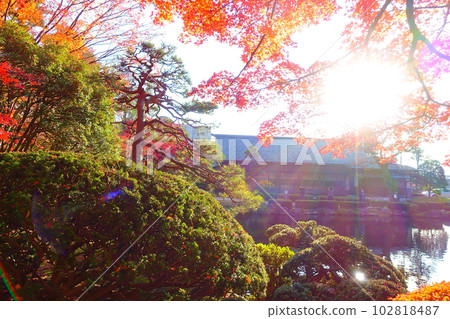 紅葉公園 秋葉 Yellow Leaves Yamagata City 紅葉公園 秋葉 Yellow Leaves Yamagata City 102818487