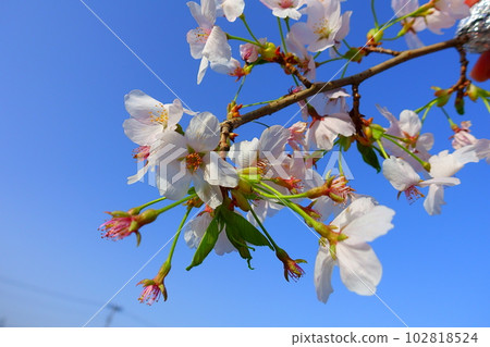 Cherry blossoms in full bloom, cherry blossoms, cherry blossoms, cherry blossoms, Somei Yoshino 102818524