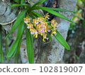 Topical orchid flowers.Aerides flabellata Rolfe ex Downie.Aerides flabellata. 102819007