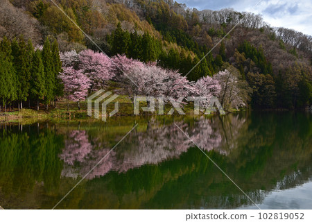 信州的春天,長野縣大町市中綱湖的櫻花 信州的春天,長野縣大町市中綱湖的櫻花 102819052