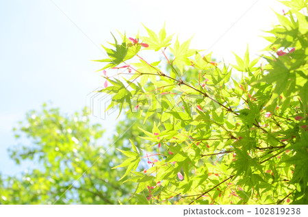 Blue maple leaves illuminated by sunlight Blue maple leaves illuminated by sunlight 102819238