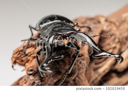 吉拉法看到了gigwaggata 102819450