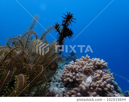 Pipefish (seahorse) in the sea found during diving 102819844