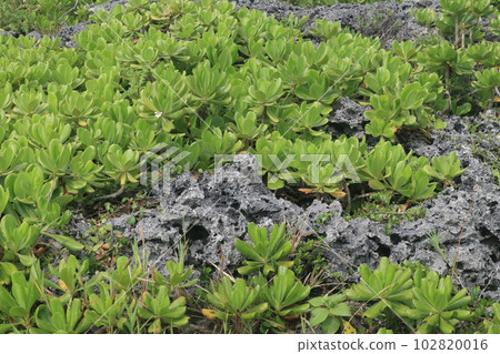 Colony of kusatobera Colony of kusatobera 102820016