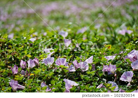 初夏的海岸,淡紫色的旋花盛開的景色 初夏的海岸,淡紫色的旋花盛開的景色 102820034