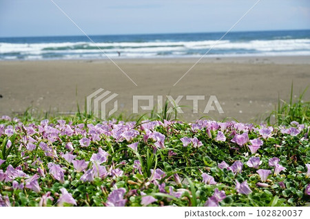 初夏的海岸,淡紫色的旋花盛開的景色 初夏的海岸,淡紫色的旋花盛開的景色 102820037