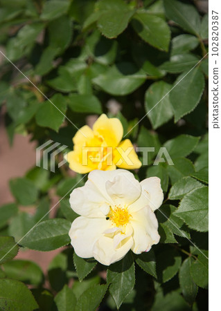 Green center surrounded by roses in full bloom Green center surrounded by roses in full bloom 102820387