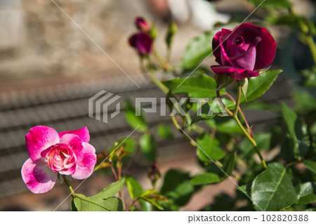 Green center surrounded by roses in full bloom Green center surrounded by roses in full bloom 102820388