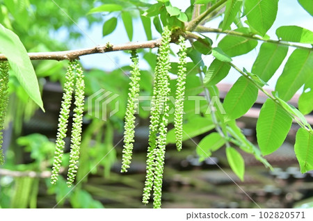 walnut male flower walnut male flower 102820571