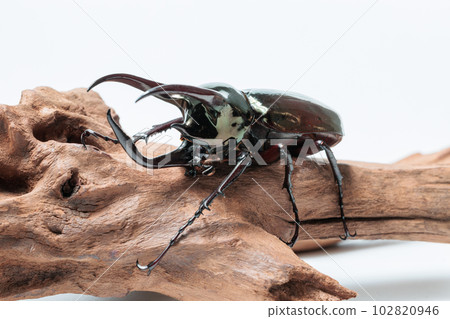 阿特拉斯甲殼蟲 102820946