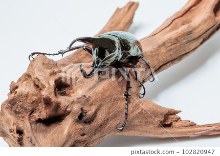 阿特拉斯甲殼蟲 102820947