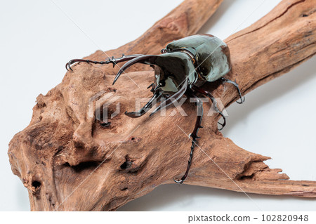 阿特拉斯甲殼蟲 102820948