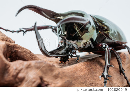 阿特拉斯甲殼蟲 102820949