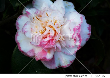 Camellia Exhibition at Lilygahara Park 102821070