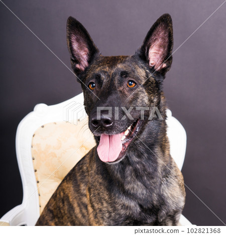 Dutch Shepherd Puppy Dog portrait in studio closeup, dark, red background 102821368