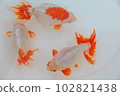 Goldfish "Izumo Nanjing" 102821438