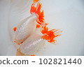 Goldfish "Izumo Nanjing" 102821440