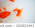 Goldfish "Izumo Nanjing" 102821441