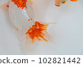 Goldfish "Izumo Nankin" 102821442