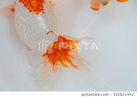 Goldfish "Izumo Nankin" Goldfish "Izumo Nankin" 102821442