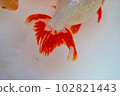 "Izumo Nanjing" goldfish 102821443