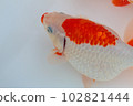 Goldfish "Izumo Nankin" 102821444