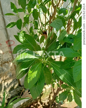 Close up of orange cestrum plant  102821614
