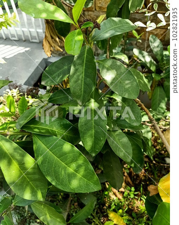 Close up of jungle geranium plant  102821935