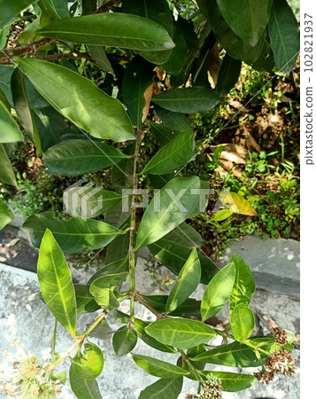 Close up of jungle geranium plant  102821937