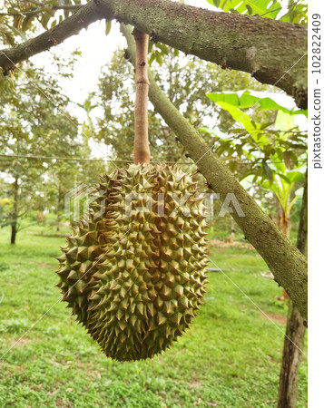 Close up of durians hanging  102822409