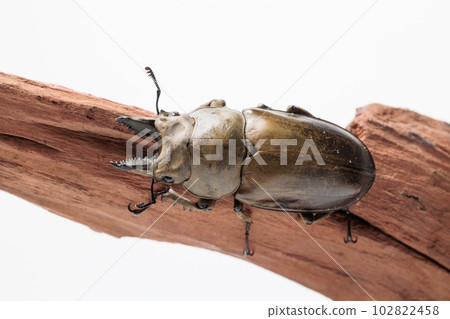 Molenkamp Scutellaria stag beetle Molenkamp Scutellaria stag beetle 102822458