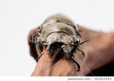 Molenkamp Scutellaria stag beetle Molenkamp Scutellaria stag beetle 102822459