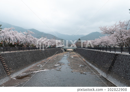 Sakura cherry blossom bloom in the park in cloudy day Sakura cherry blossom bloom in the park in cloudy day 102822908