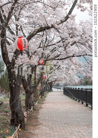 KAWAGUCHIKO, JAPAN - APRIL 7, 2023 KAWAGUCHIKO, JAPAN - APRIL 7, 2023 102822909