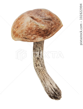 Wild mushroom watercolor hand drawn botanical realistic illustration. Forest boletus isolated on white background. Great for printing on fabric, postcards, invitations, menus Wild mushroom watercolor hand drawn botanical realistic illustration. Forest boletus isolated on white background. Great for printing on fabric, postcards, invitations, menus 102822994