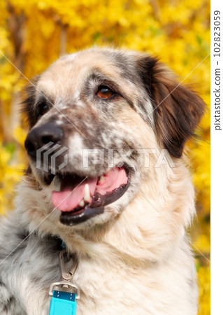 Big mixed breed dog portrait, yellow flowers 102823059