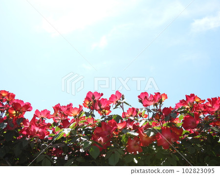 Gorgeous pink roses in May - stock photo Gorgeous pink roses in May - stock photo 102823095