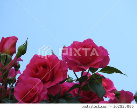 Gorgeous pink roses in May - stock photo Gorgeous pink roses in May - stock photo 102823096