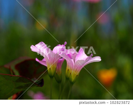 紫酢漿草花在春天的陽光下 102823872