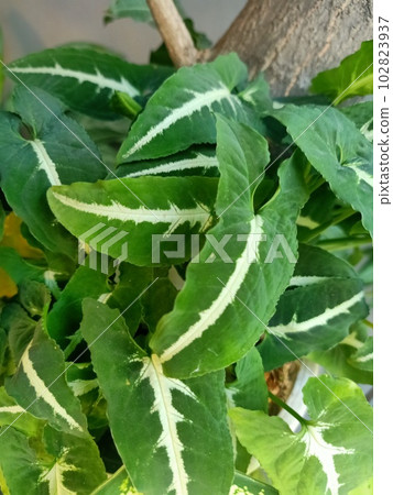 Close up of goosefoot plant  102823937