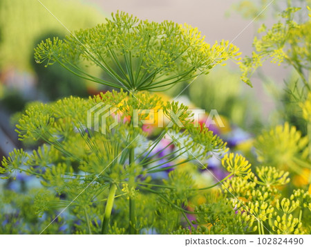 early summer flower dill 102824490
