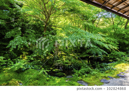京都府京都市新鮮的綠楓和琉璃光院琉璃之庭 京都府京都市新鮮的綠楓和琉璃光院琉璃之庭 102824868