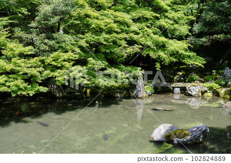 京都府京都市初夏蓮華寺綠楓園 102824889
