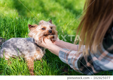 Close view of the owner petting Yorkshire terrier Close view of the owner petting Yorkshire terrier 102825077